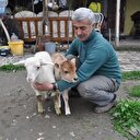 Prematüre buzağıyı evinde besliyor