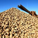 Bakan şeker için net konuştu: 40 bin kere düşündük