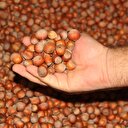 Fındık üreticilerine uyarı