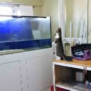 Sineği yakalamak isteyen kedi akvaryuma uçtu