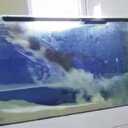 Sineği yakalamak isterken akvaryuma uçtu