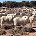 "300 koyun projesi" yetiştiriciyi umutlandırdı