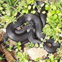 Bahçesinde yakaladı serbest bıraktı