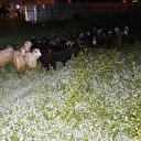 Çoban uyuyakalınca polise yakalandılar