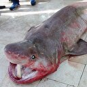 Mersin'de 4 metrelik köpek balığı yakalandı