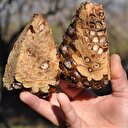 Hastalık kapınca kilo fiyatı rekor kırdı