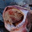 Akdeniz'in en büyük köpek balığı yakalandı