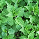 En iyi ısırgan için 1 milyon lira