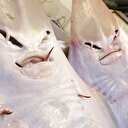 Mersin'de insan yüzlü balıklar ilgi odağı oldu