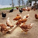 Dr. Yavuz Dizdar: Kesinlikle gezen tavuk tercih edin