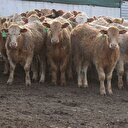 Etin fiyatını yükselten neden: 1 milyon eksik var