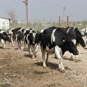 Et fiyatlarını düşürecek uygulama