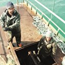 İnci kefaline ‘drone’la koruma