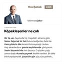 Köpekleşenler ne çok