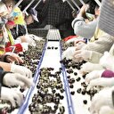 Türk kirazı Çin yolunda