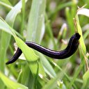 Sülük tedavisinde doğal sülükler risk taşıyor