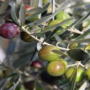 Zeytin üretiminde hedef dünya liderliği