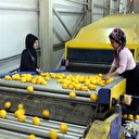 Tarlada 1 pazarda 5 lira