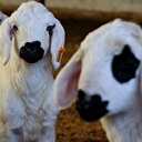 300 koyun başvuru sonuçları açıklandı