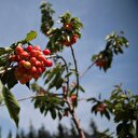 Adana'da yetişti: Çinliler talip oldu