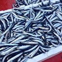 Her zaman taze balık var