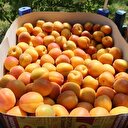 20 liradan satışa başladı