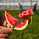 İlk karpuzun kilosu 2,5 lira