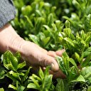 Çay alım kampanyası bugün başladı