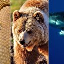 Önce yılan sonra ayı ve köpek balığı saldırdı