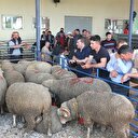 Açık artırmada büyükbaş fiyatına satıldı