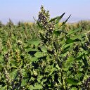 İnternette gördü çiftçinin yeni gözdesi oldu