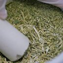 Kanserin çaresi 'yerli otta'