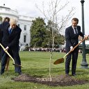 Dünyanın konuştuğu fidanla ilgili flaş iddia