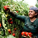 Rusya'nın 'domates' kararı üreticiyi sevindirdi