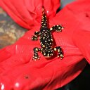 Nesli tükenmekte olan semenderler köylünün içme suyundan çıktı