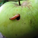 Canan Karatay: Kurtlu elma yiyin