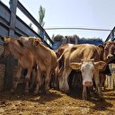 Başvuru süresi 7 Mayıs'ta sona eriyor