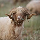 'İvesi koyunu' ıslah projesi üreticiyi sevindirdi