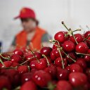 Türk kirazı Çin'e 'uçmaya' hazırlanıyor