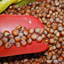 Fındık üreticisine uyarı: Akşam ilaçlayın