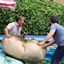 Çay üreticisi panik yaptı, aracıya gün doğdu