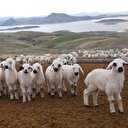 '300 koyun projesi' besiciye can suyu oldu