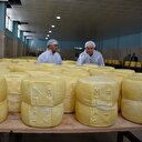 Devlet desteğiyle kuruldu günde 8 ton süt işleniyor