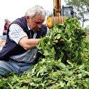 Fiyatı düşünce 'toplamayın' çağrısı geldi