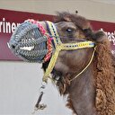 Dünyada ilk: Gözleri görmeyen deveye katarakt ameliyatı