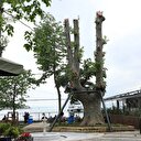 181 yıllık çınar ağacı toprağa tutundu