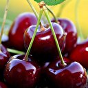 Kiraz tarlada 3 markette 9 lira