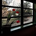 'En Güzel Lale Ulusal Fotoğraf Yarışması' sonuçlandı