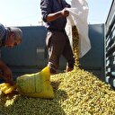 Bakanlıktan fıstık açıklaması