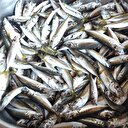 Balıkta fiyat pahalılığı sürüyor